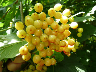 Fruits vénéneux allant progressivement du jaune au rouge et restant sur l'arbre tout l'hiver (car non mangés par les oiseaux). Agrandir dans une nouvelle fenêtre (ou onglet)